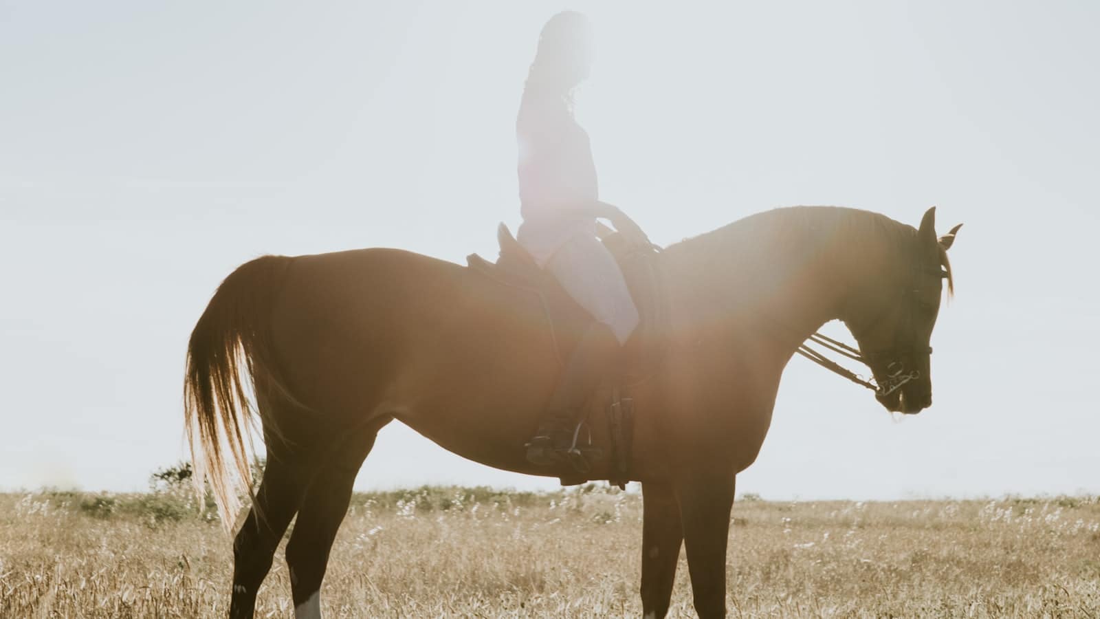 Cavalière à cheval à contre-jour dans un champ