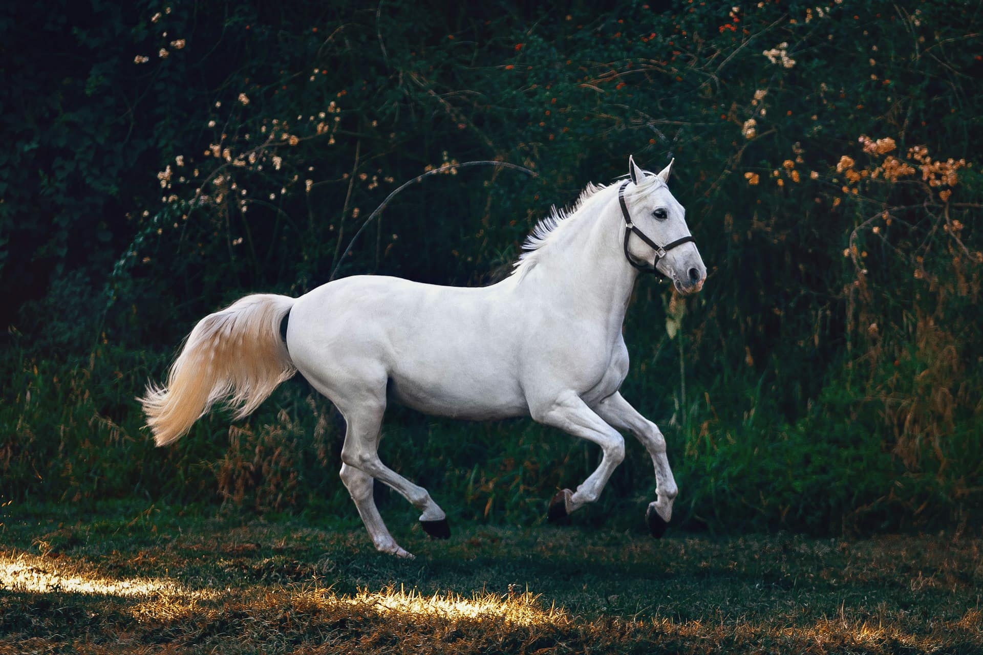 Chevaux au galop